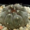 Gymnocalycium_berchtii